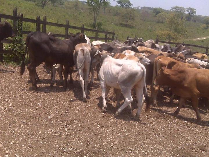 Supervisores del USDA ya llegaron