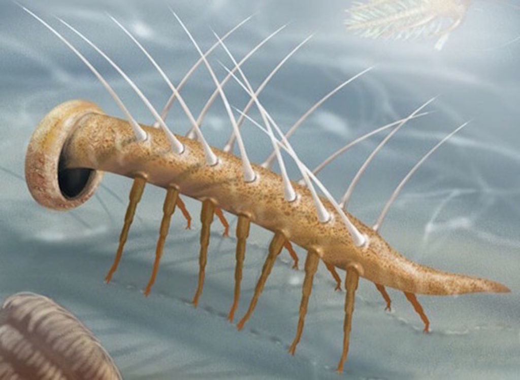 Fósil revela más detalles de enigmático gusano