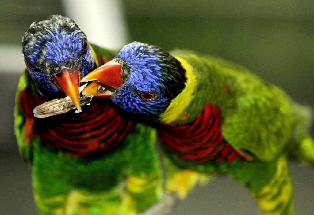 La región cerebral que permite la imitación sonora en loros