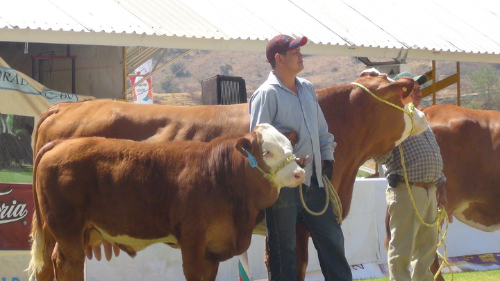 800 ganaderos se quedan sin Progan