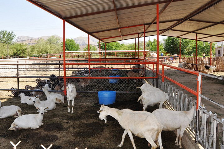 Crianza de cabras, buena opción