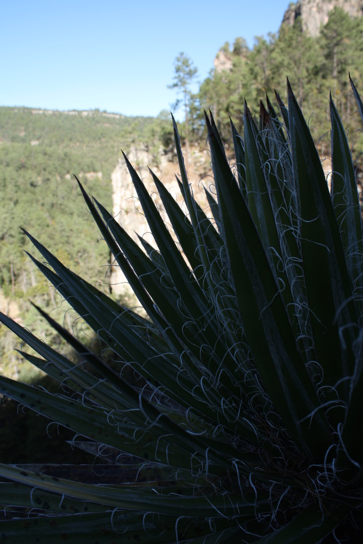 Buscan una reserva natural más en Durango