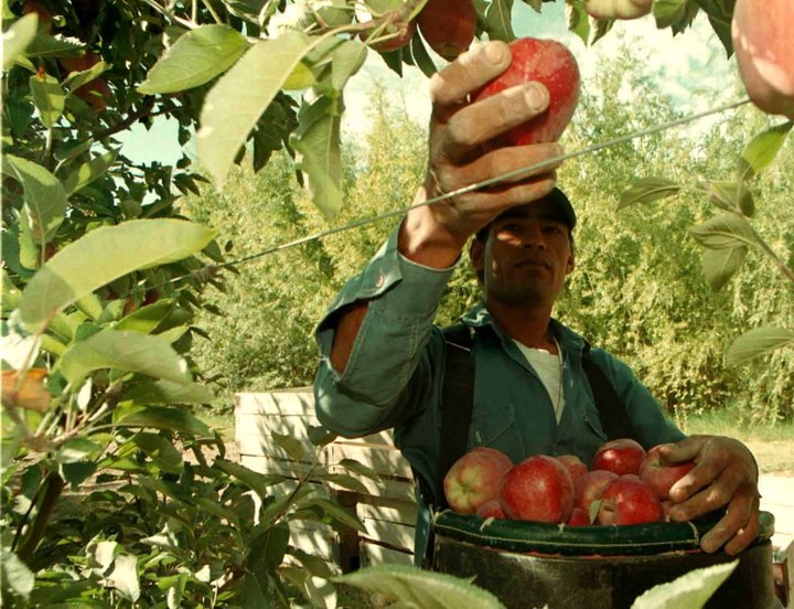 Pizcarían casi 1 millón de rejas de manzana