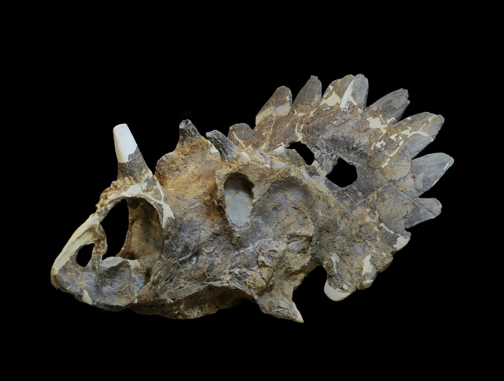 Wendiceratops, nueva y sorprendente especie de dinosaurio