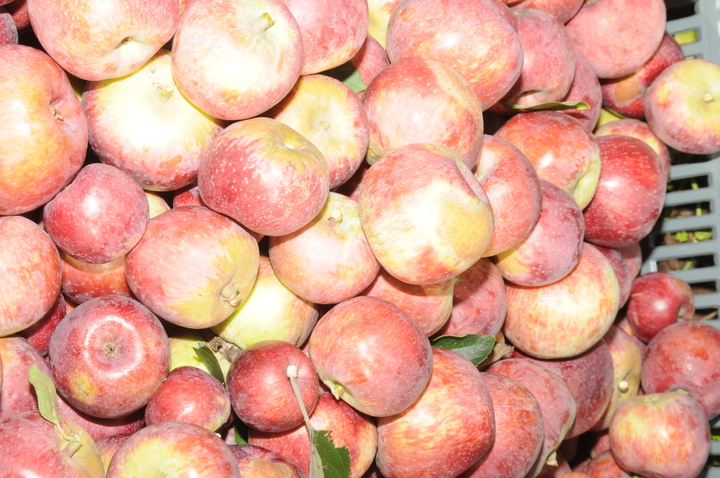 Manzana de Canatlán va al mercado nacional