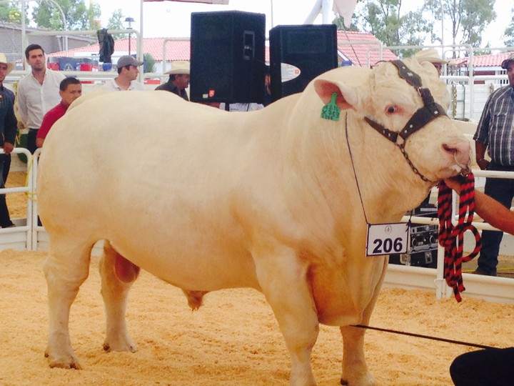Lo mejor de la Charolais