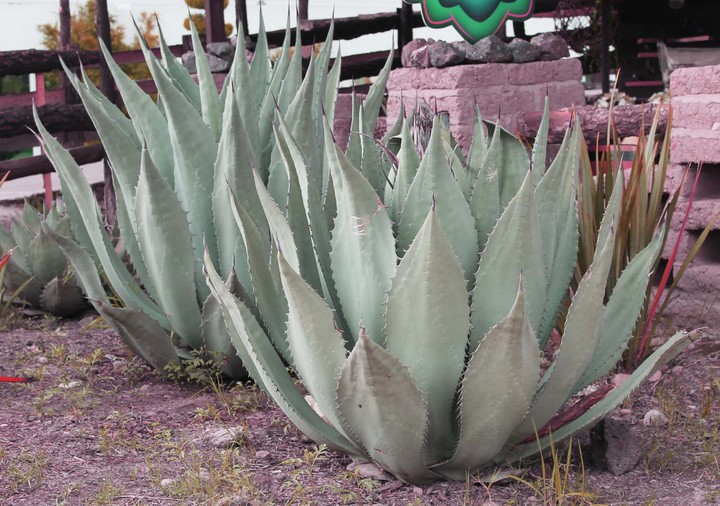 Mezcal duranguense, una artesanía