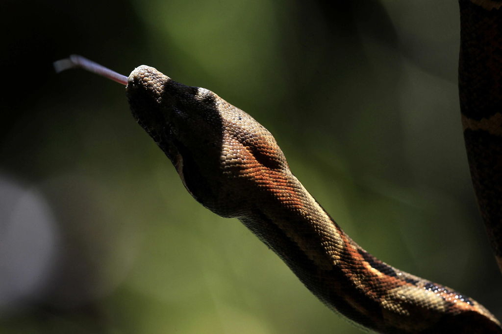 El secreto del método letal de la boa constrictor