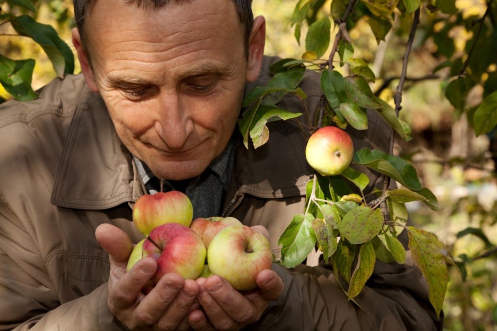 Frutos que si pueden comer las personas con diabetes