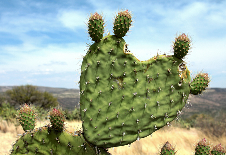 Valor alimenticio del nopal