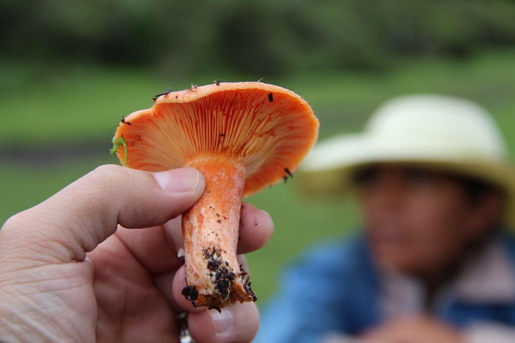 Animales, hongos y otros unicelulares, con un ancestro común