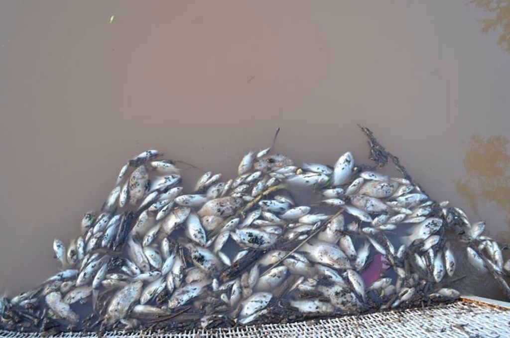 Aparecen peces muertos en presa de Sonora