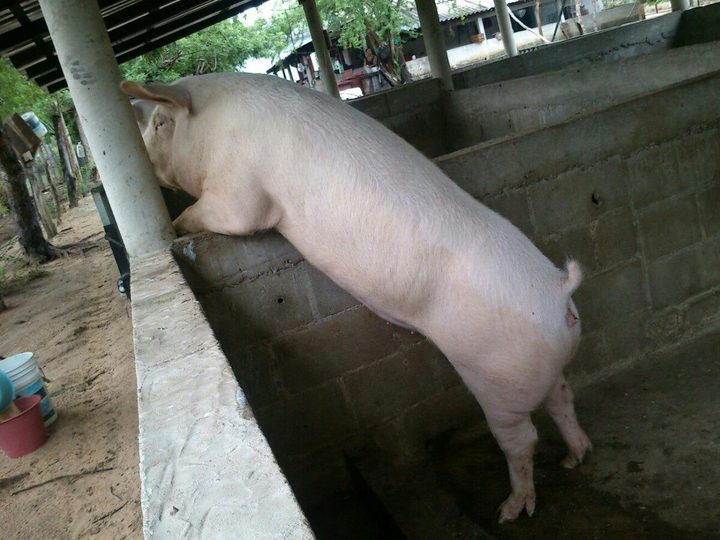 Irán a China 80 toneladas mensuales de cerdo