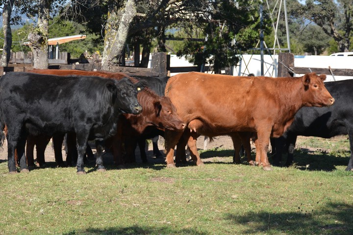 Se reúne lo mejor del Angus