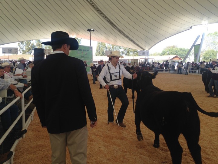 Congreso Mundial Angus