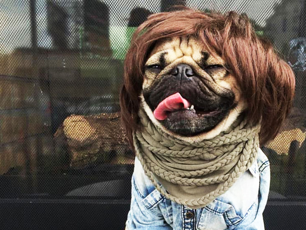 La historia detrás de 'Doug The Pug'