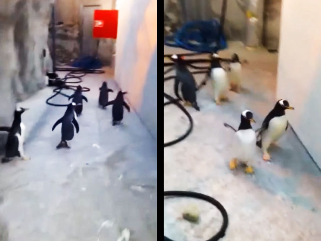 Captan a los verdaderos pingüinos de Madagascar