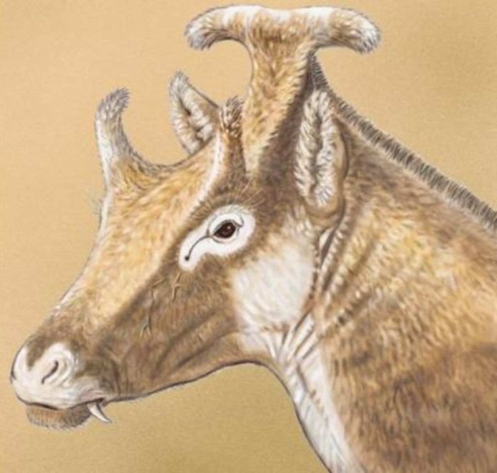 El rumiante de tres cuernos emparentado con las jirafas