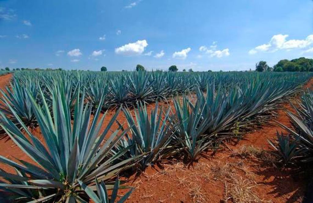 Sagarpa recibe distinción por sanidad del agave en México