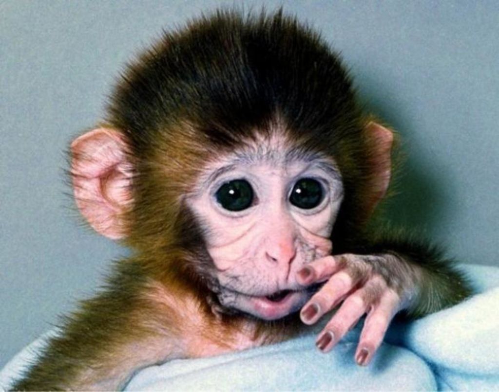 2001: Es presentado ANDi, el primer primate genéticamente modificado