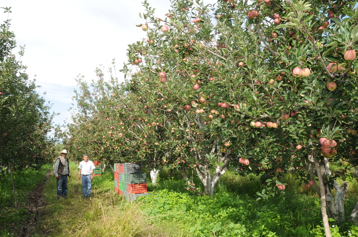 A la baja, cultivo de la manzana