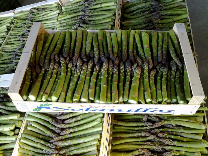Apenas 300 hectáreas de espárragos