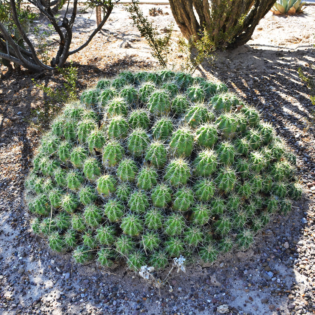 En peligro de extinción más de 30% de cactus
