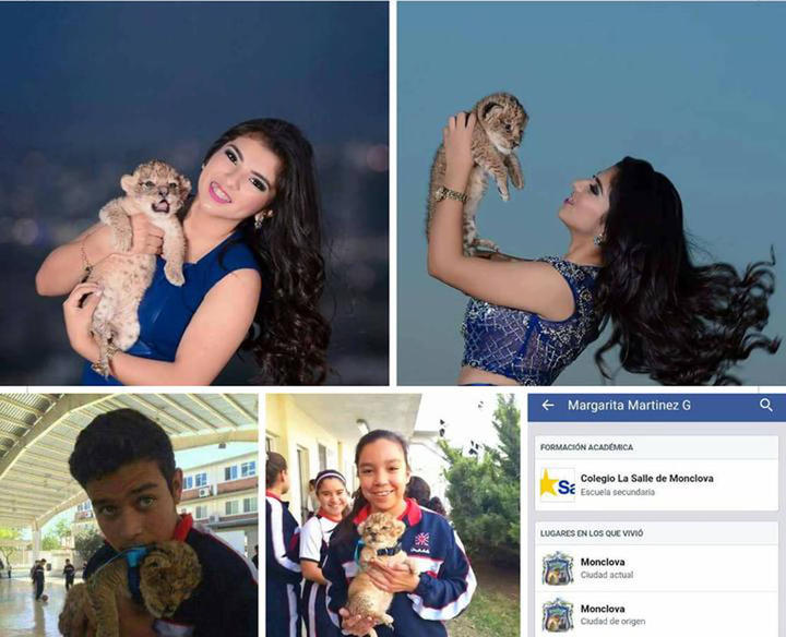 Renta cachorro de león para ser reina