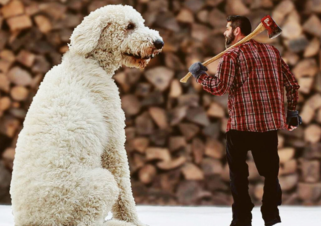 Comparte aventuras con su perro y se vuelven la sensación