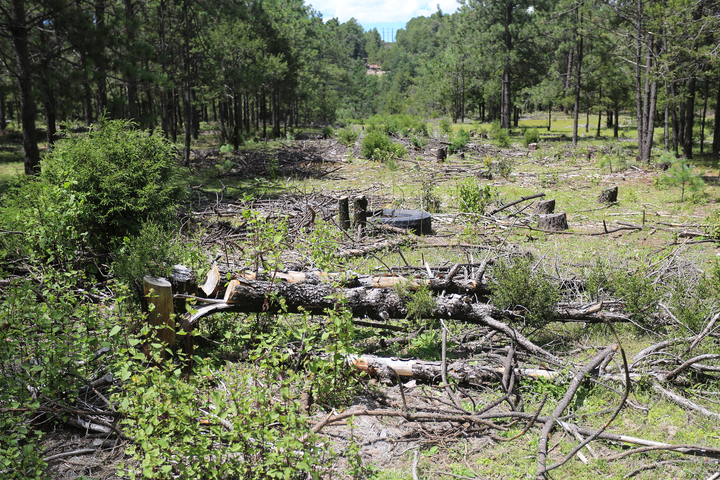 Acaban talamontes con los bosques mexicanos