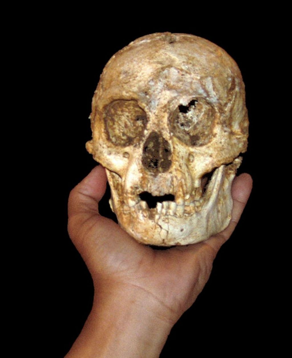 'Hobbit' de Flores desapareció antes de lo que se pensaba