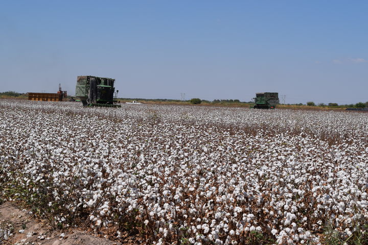 Liberarán semilla de algodón modificado