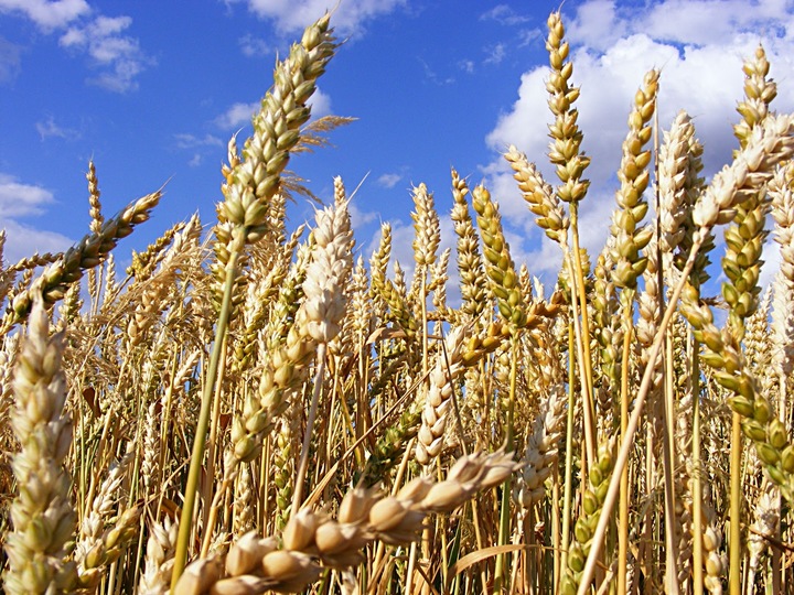 A la alza en un 20% la siembra de trigo