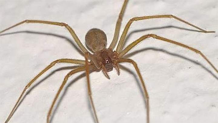 Hay antídoto para veneno de araña: IMSS