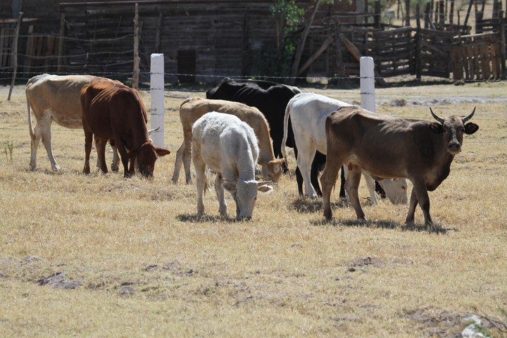 Adelgaza hasta 40% el ganado durante el estiaje, advierten