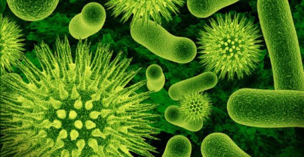 Organismos unicelulares son capaces de aprender