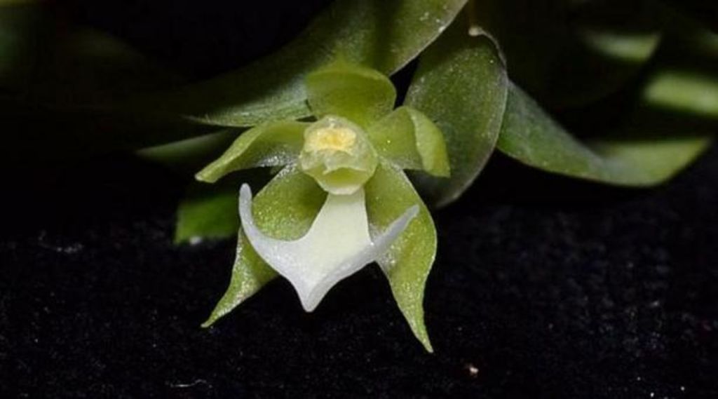 Dos nuevas especies de orquídea en la Amazonía