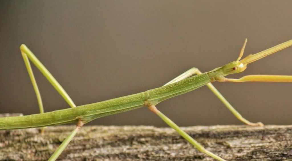 Descubren en China el insecto más largo del mundo