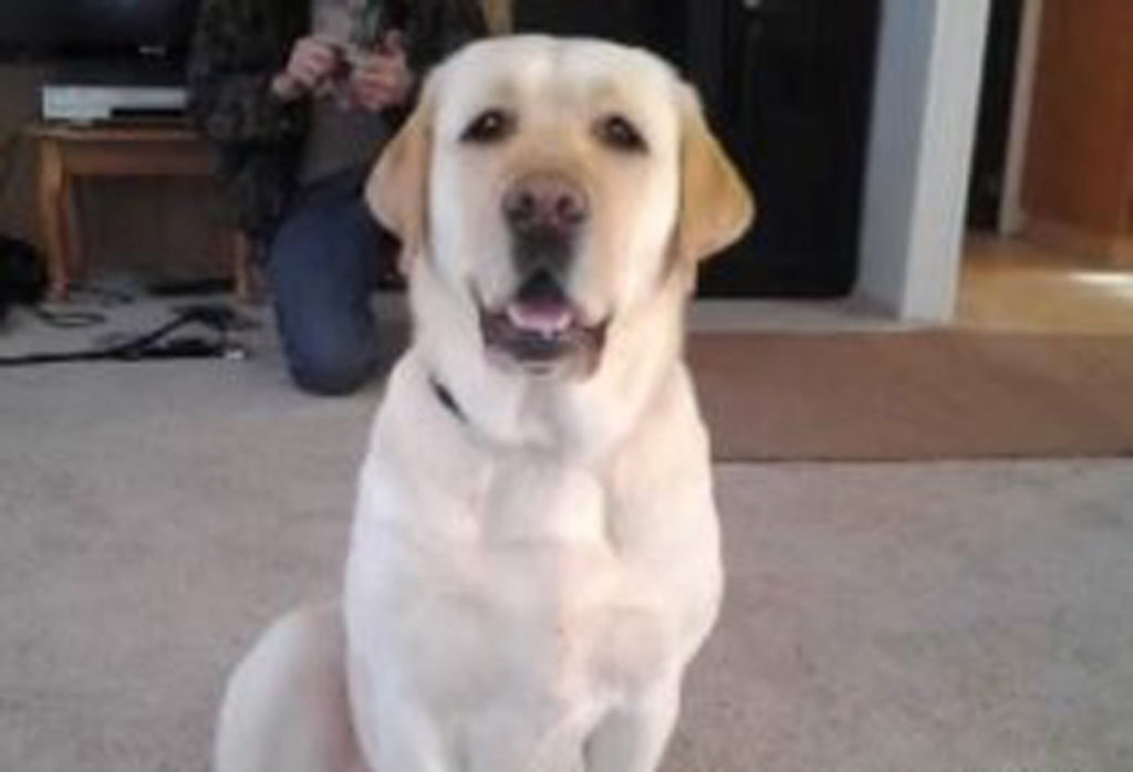 ¿Su labrador está gordo?, la culpa es de la genética