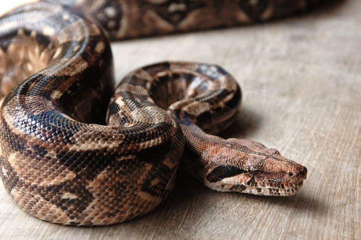 Llaman a prevenir mordedura de serpiente