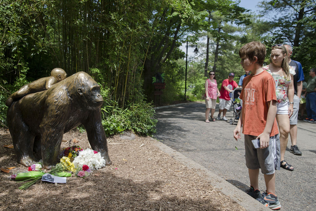 Matan a gorila en zoo para proteger a niño