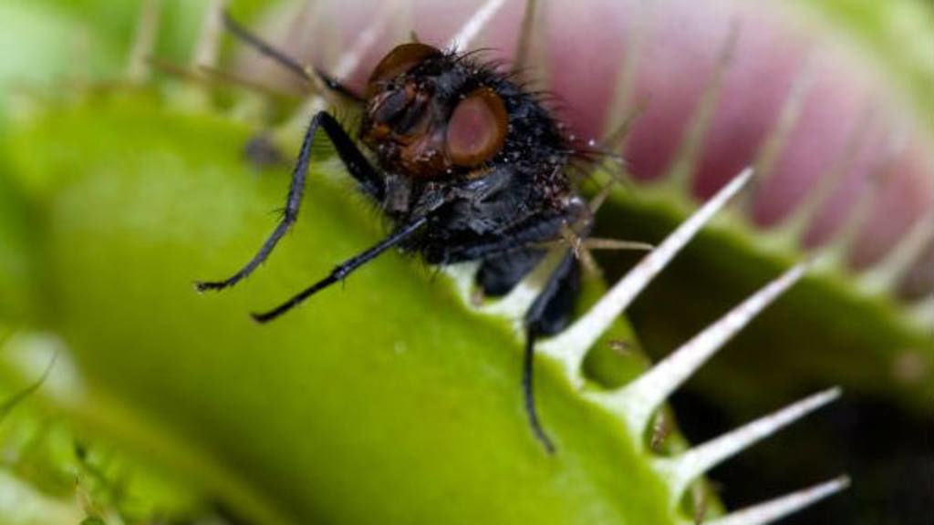 Moscas que 'roban' el alimento a plantas carnívoras