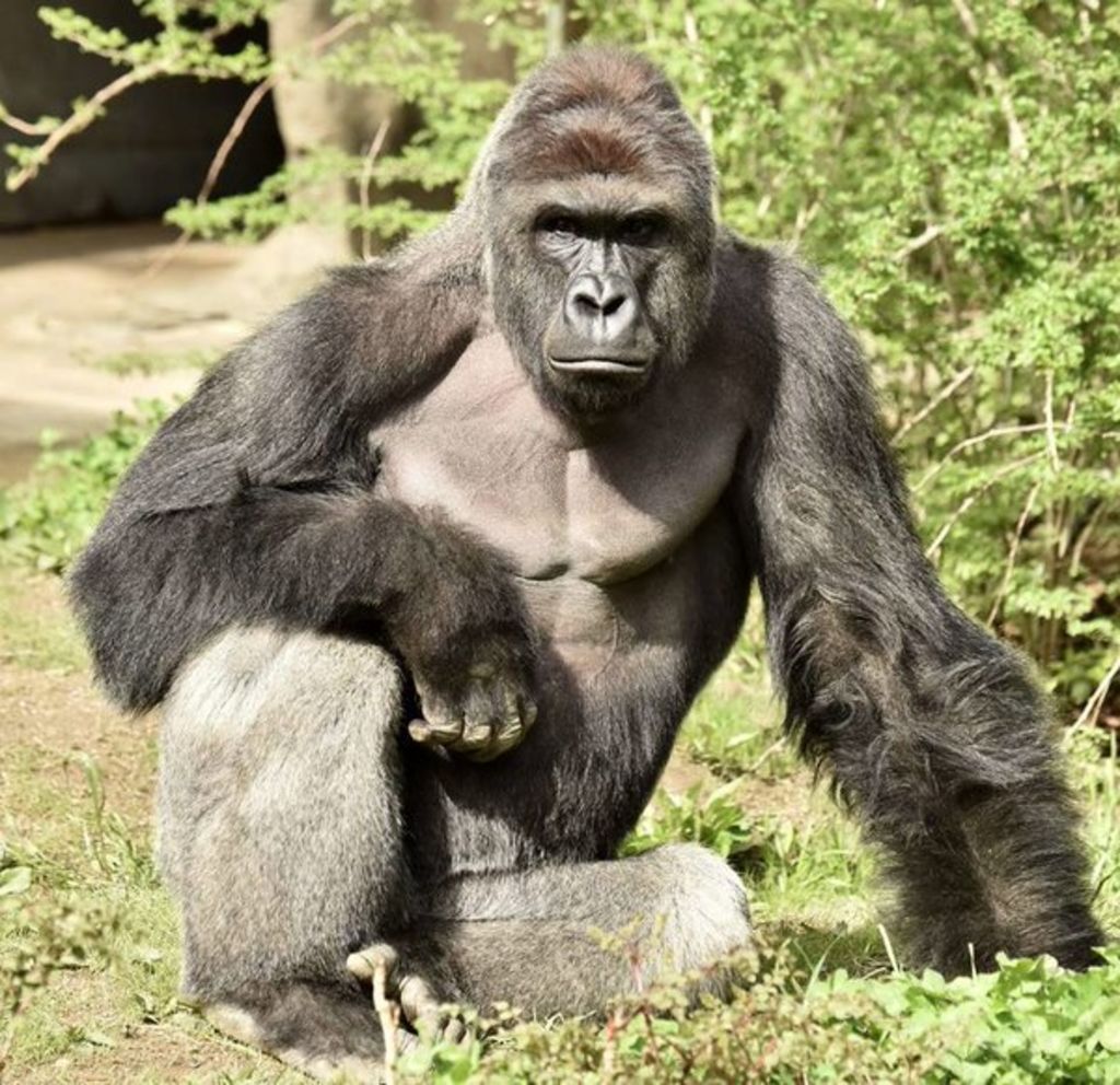 Investigarán caso de gorila sacrificado en zoo de Ohio