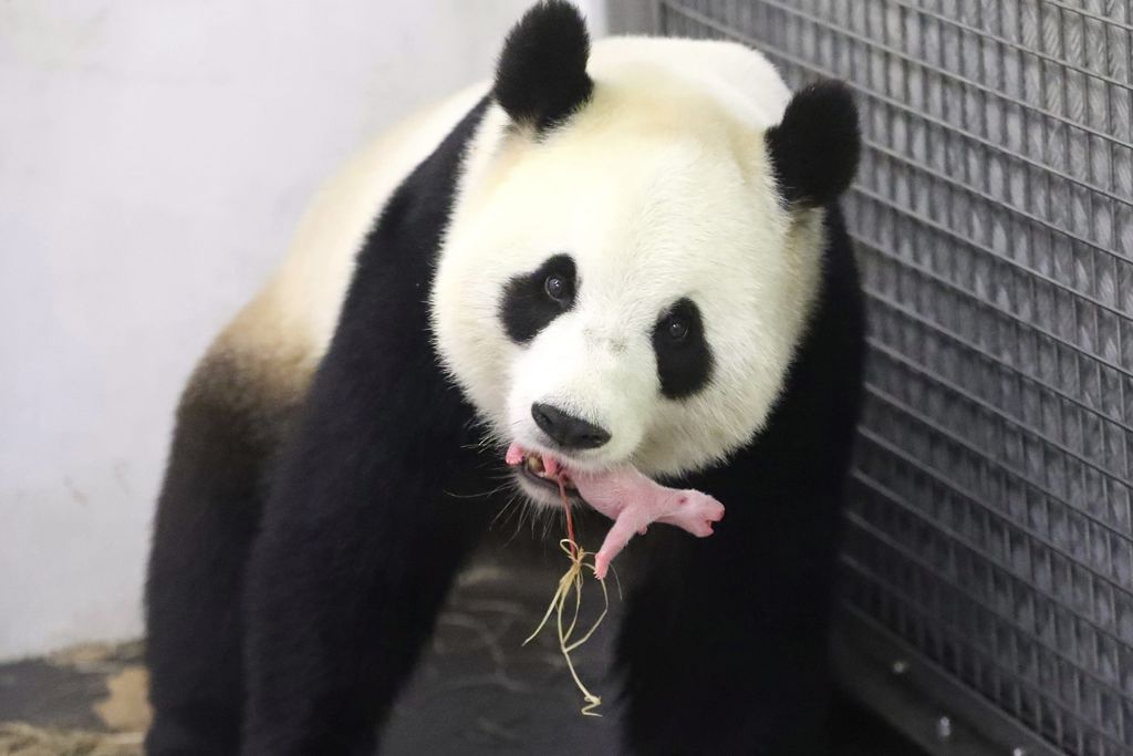 Nace oso panda gigante en zoológico de Bélgica