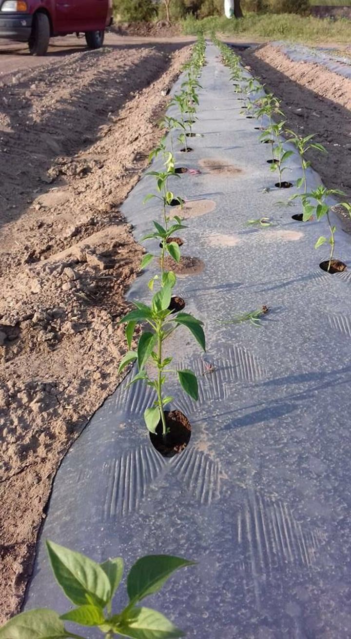 Piden ignorar a Sanidad Vegetal
