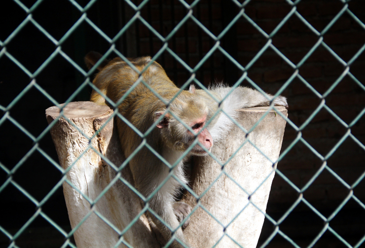 No se contempla cierre de Zoológico