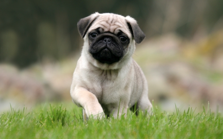 Lo que debes saber si quieres adoptar un pug