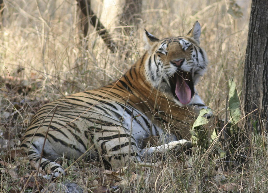 La India busca en el tigre un reclamo turístico