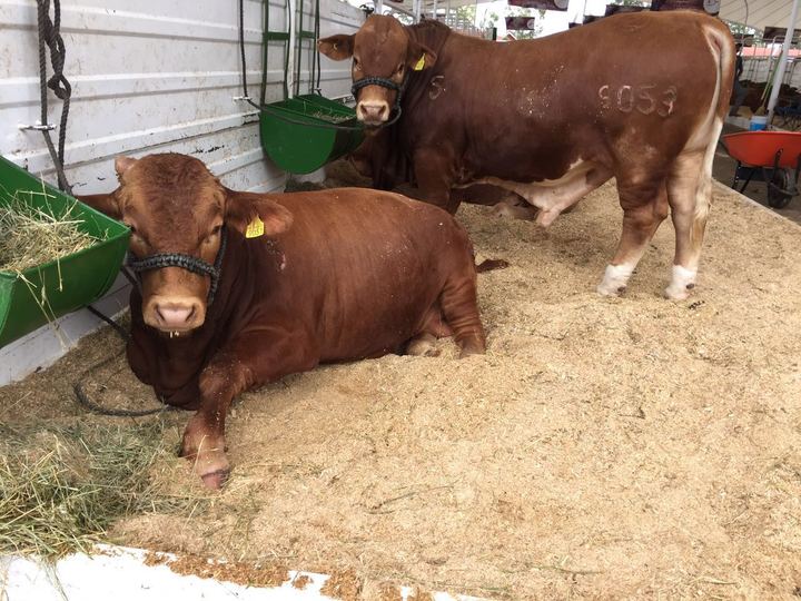 Exportan beefmaster para mejora genética