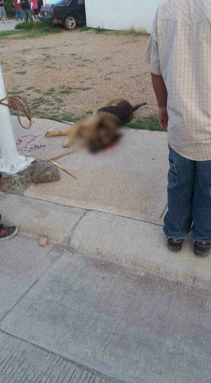 Buscan a agresor de mascota en Durango